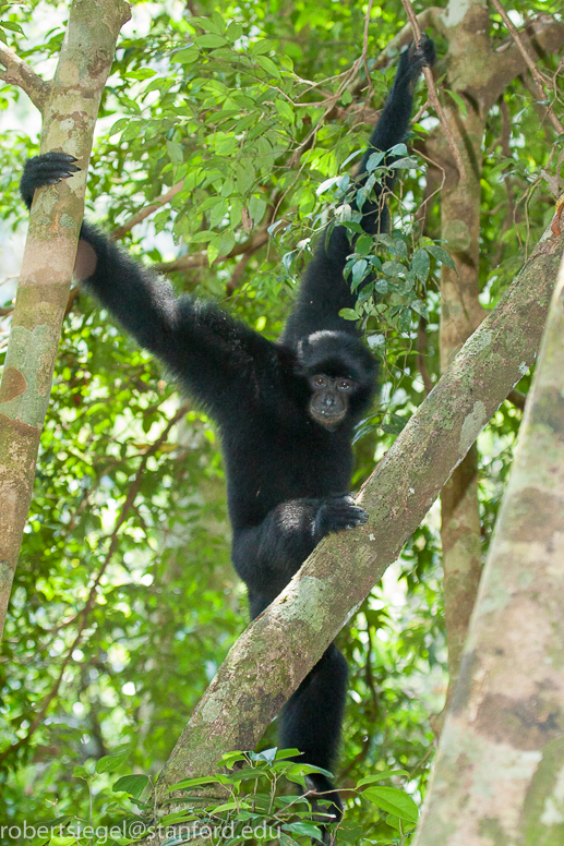 siamang